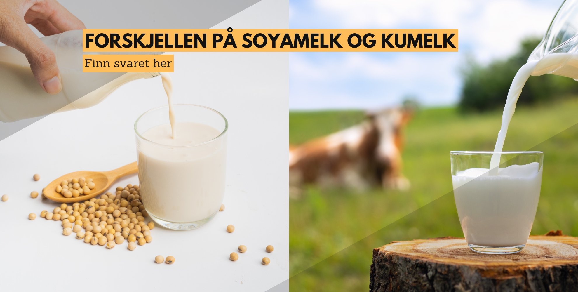 bilde av noen som helle soyamelk i en kopp og en som heller kumelk i en kopp, med tekst: forskjellen på soyamelk og kumelk, finn svaret her