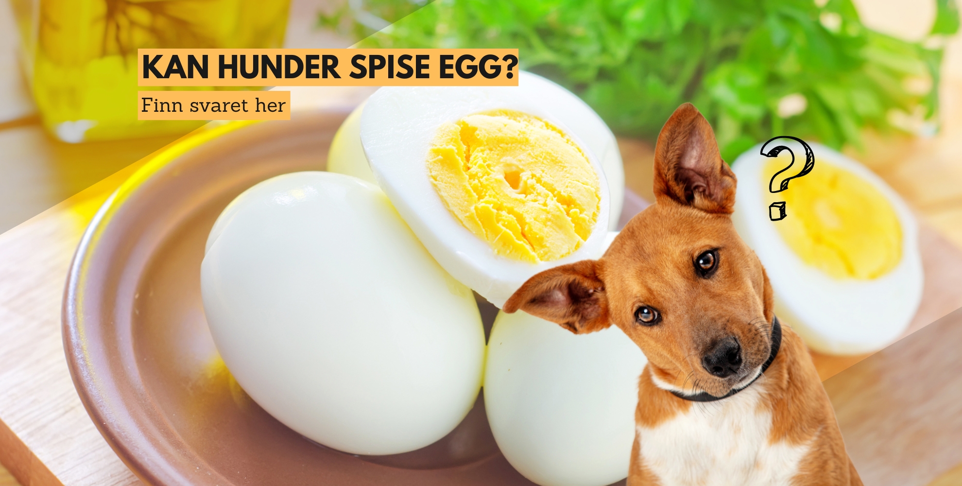 Bilde av en hund og et egg, med tekst: Kan hunder spise egg? Finn svaret her