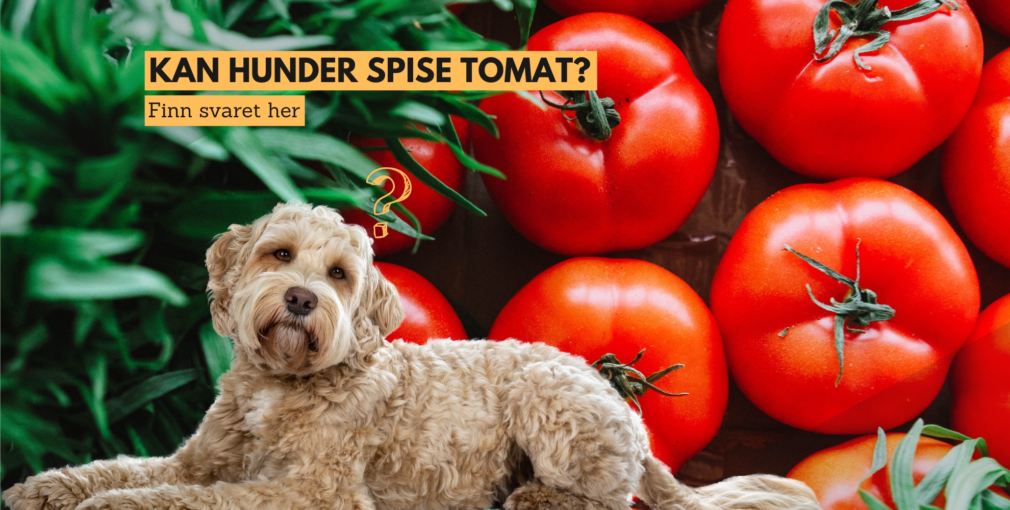 kan hunder spise tomater