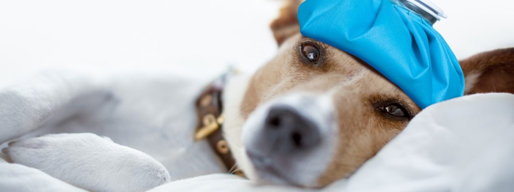 Bilde av en hund med en pose med is på hodet, for å illutrere hvordan det er å ha bakrus dagen etter festligheter